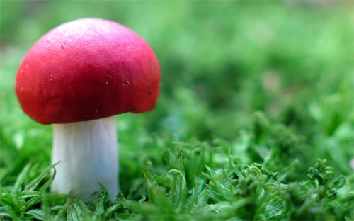 培训机构怎么办x签证,怎么办好日本留学签证?